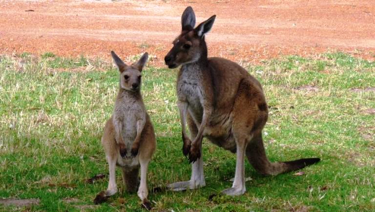 Kängurus auf dem Coffin Bay Caravanpark